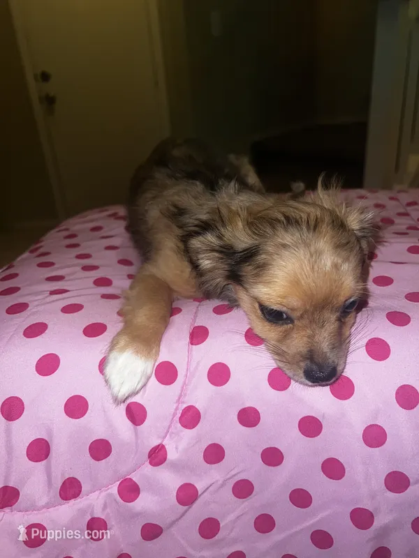 Female 3 – Chihuahua puppy for sale in North Las Vegas, NV
