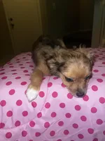 Female 3, a female Chihuahua for sale in North Las Vegas, NV – 1 of 8
