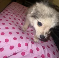 Female 1, a female Chihuahua and Pomeranian for sale in North Las Vegas, NV – 3 of 4