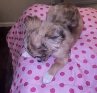 Female 4, a female Chihuahua for sale in North Las Vegas, NV – 6 of 10