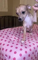 Female 5, a female Chihuahua for sale in North Las Vegas, NV – 9 of 10