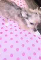 Female 3, a female Chihuahua for sale in North Las Vegas, NV – 6 of 8