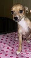 Female 5, a female Chihuahua for sale in North Las Vegas, NV – 3 of 10
