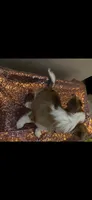Female 6, a female Chihuahua for sale in North Las Vegas, NV – 6 of 10