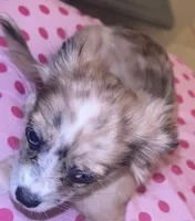 Female 4, a female Chihuahua for sale in North Las Vegas, NV – 5 of 10