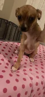Female 5, a female Chihuahua for sale in North Las Vegas, NV – 6 of 10
