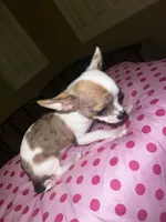 Female 2, a female Chihuahua for sale in North Las Vegas, NV – 6 of 8