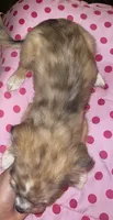 Female 4, a female Chihuahua for sale in North Las Vegas, NV – 7 of 10