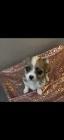 Female 6, a female Chihuahua for sale in North Las Vegas, NV – 10 of 10