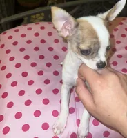 Female 2, a female Chihuahua for sale in North Las Vegas, NV – 3 of 8