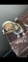 Female 6, a female Chihuahua for sale in North Las Vegas, NV – 9 of 10