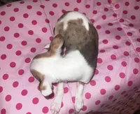 Female 2, a female Chihuahua for sale in North Las Vegas, NV – 7 of 8