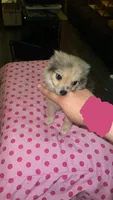 Female 1, a female Chihuahua and Pomeranian for sale in North Las Vegas, NV – 2 of 4