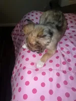 Female 4, a female Chihuahua for sale in North Las Vegas, NV – 3 of 10