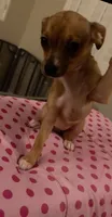 Female 5, a female Chihuahua for sale in North Las Vegas, NV – 5 of 10