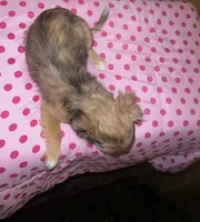 Female 3, a female Chihuahua for sale in North Las Vegas, NV – 7 of 8
