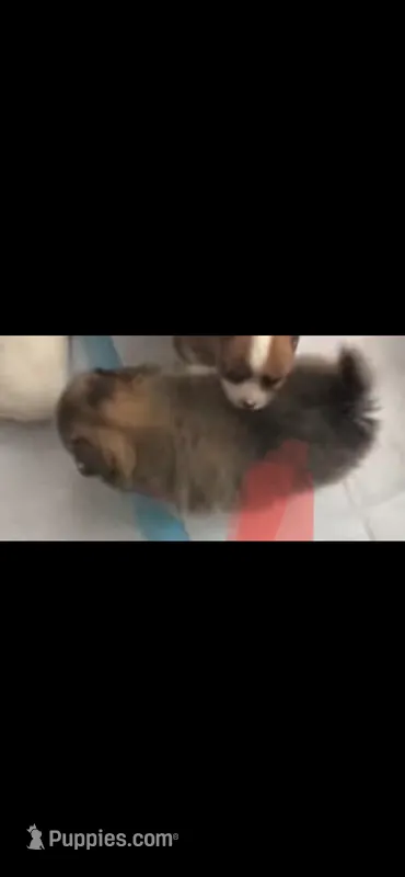Male pomchi  – Chihuahua, Pomeranian puppy for sale in North Las Vegas, NV