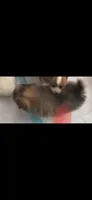 Male pomchi , a male Chihuahua and Pomeranian for sale in North Las Vegas, NV – 1 of 7