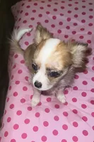 Female 6, a female Chihuahua for sale in North Las Vegas, NV – 5 of 10