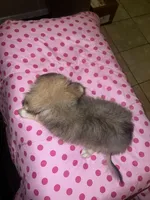 Male pomchi , a male Chihuahua and Pomeranian for sale in North Las Vegas, NV – 4 of 7