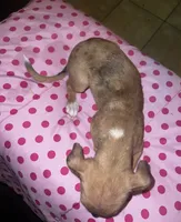 Female 5, a female Chihuahua for sale in North Las Vegas, NV – 7 of 10