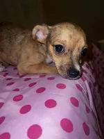 Female 5, a female Chihuahua for sale in North Las Vegas, NV – 2 of 10