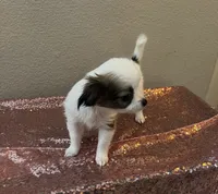 Female 7, a female Chihuahua for sale in North Las Vegas, NV – 7 of 10