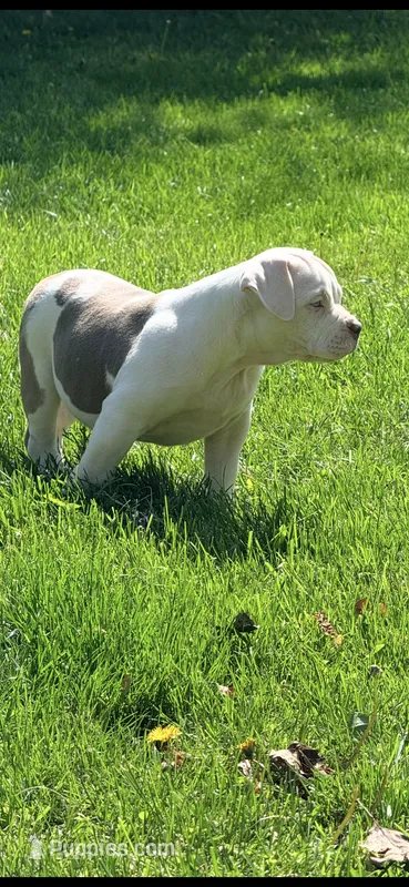 Willow – American Bully puppy for sale in Kent, OH