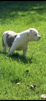 Willow, a female American Bully for sale in Kent, OH – 4 of 4