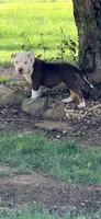Legacy aka leggy, a female American Bully for sale in Kent, OH – 2 of 2