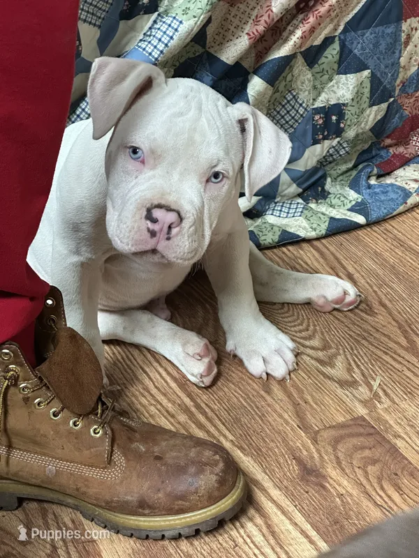 Kai – American Bully puppy for sale in Kent, OH