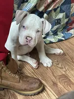 Kai, a male American Bully for sale in Kent, OH – 1 of 3
