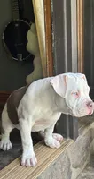 Willow, a female American Bully for sale in Kent, OH – 2 of 7