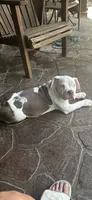 Willow, a female American Bully for sale in Kent, OH – 4 of 7