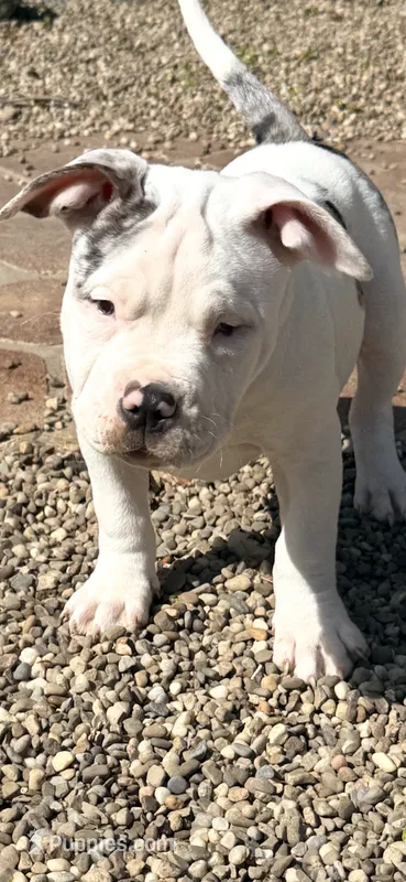 Kami  – American Bully puppy for sale in Kent, OH