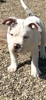 Kami , a male American Bully for sale in Kent, OH – 1 of 1