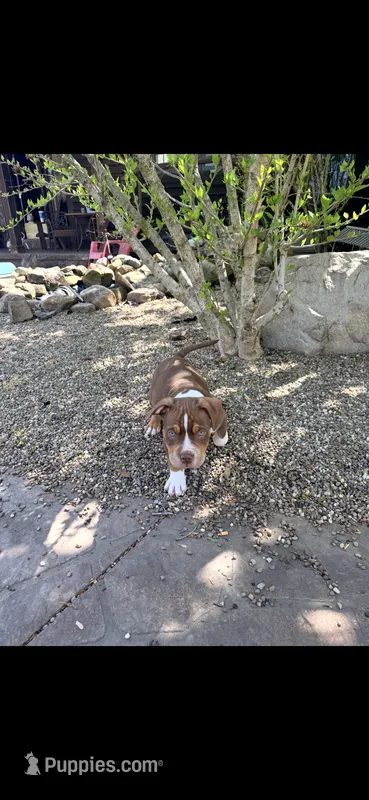 Chief – American Bully puppy for sale in Kent, OH