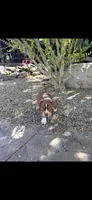 Chief, a male American Bully for sale in Kent, OH – 1 of 2