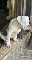 Willow, a female American Bully for sale in Kent, OH – 3 of 7