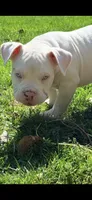 Kai, a male American Bully for sale in Kent, OH – 2 of 3