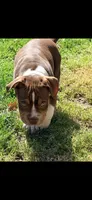 Chief, a male American Bully for sale in Kent, OH – 2 of 2
