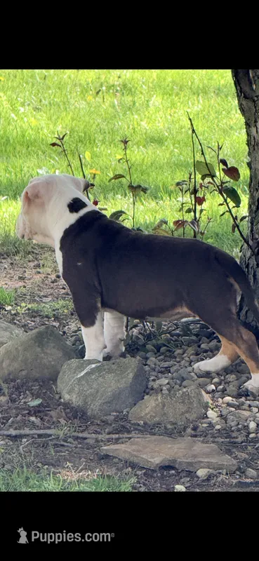 Legacy aka leggy – American Bully puppy for sale in Kent, OH