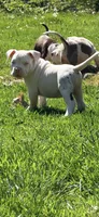 Kai, a male American Bully for sale in Kent, OH – 3 of 3