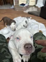 Willow, a female American Bully for sale in Kent, OH – 2 of 4