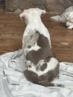 Willow, a female American Bully for sale in Kent, OH – 1 of 4