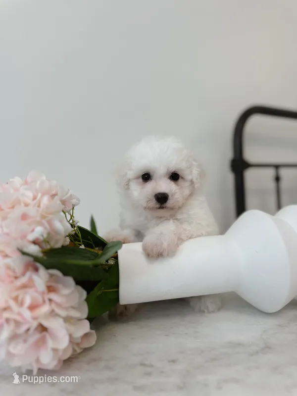 Daisy – Maltipoo puppy for sale in Vestavia Hills, AL