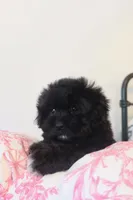 Sophie, a female Maltese and Shih Tzu for sale in Vestavia Hills, AL – Photo 1 of 4