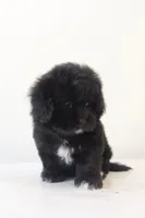 Sophie, a female Maltese and Shih Tzu for sale in Vestavia Hills, AL – Photo 2 of 4