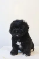 Sophie, a female Maltese and Shih Tzu for sale in Vestavia Hills, AL – Photo 3 of 4