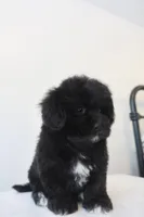 Sophie, a female Maltese and Shih Tzu for sale in Vestavia Hills, AL – Photo 4 of 4